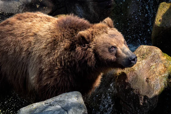 Portrét Medvěd Hnědý Ursus Arctos Beringianus Medvěd Kamčatský — Stock fotografie