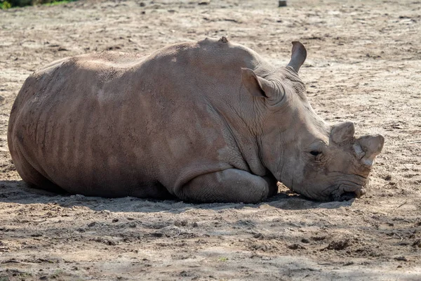Rhinocéros Blanc Sud Couché Dans Sable Ceratotherium Simum Simum — Photo