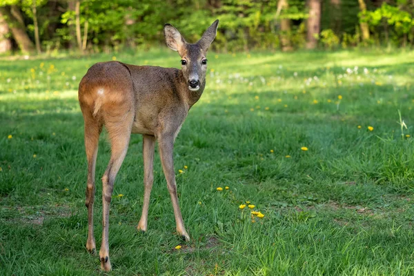 Cervos Roe Capreolus Capreolus Cervos Ovinos Selvagens Natureza — Fotografia de Stock