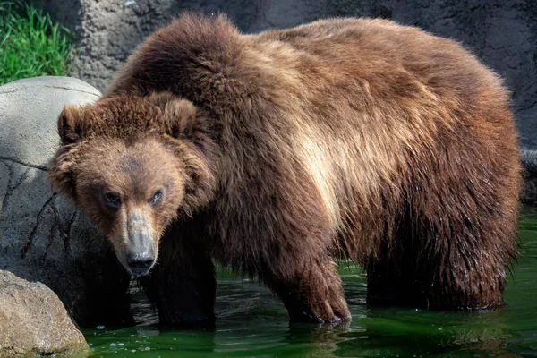 Urso Kamchatka Água Ursus Arctos Beringianus — Fotografia de Stock