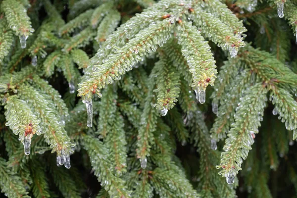 Zmrzlé Kapky Vody Smrkové Větvi Zimní Přírodní Pozadí — Stock fotografie