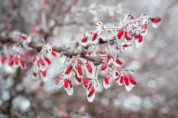 Frost Üzerinde Barberries Şubesi — Stok fotoğraf