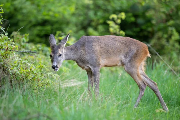 Roe Jeleń Capreolus Capreolus Dziki Sarna Przyrodzie — Zdjęcie stockowe