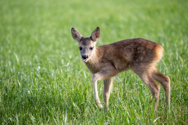 Giovane Capriolo Selvatico Erba Capreolo Capreolo Caprioli Appena Nati Natura — Foto Stock