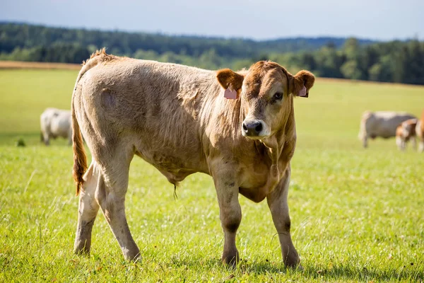 Jungbulle Steht Auf Einer Weide — Stockfoto