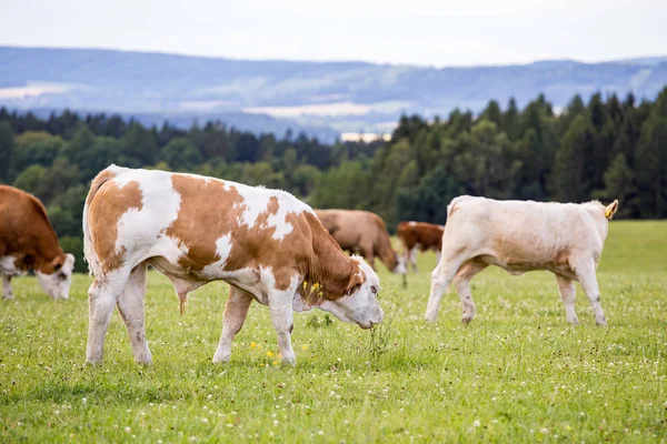 Röd Holstein Kor Går Och Betar Äng — Stockfoto