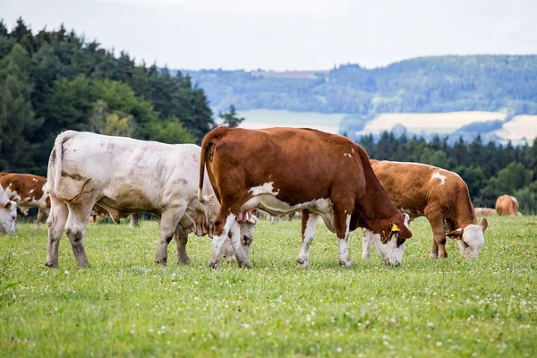 Αγέλη Αγελάδων Στο Θερινό Πράσινο Χωράφι — Φωτογραφία Αρχείου