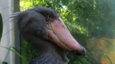 Bitkiler tarafından çevrili bir shoebill (Balaeniceps rex) leylek ayakta. 