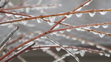 Donmuş su damlacıkları dallar