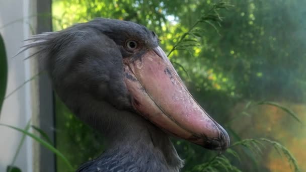 Una Cicogna Shoebill Balaeniceps Rex Piedi Circondata Piante — Video Stock