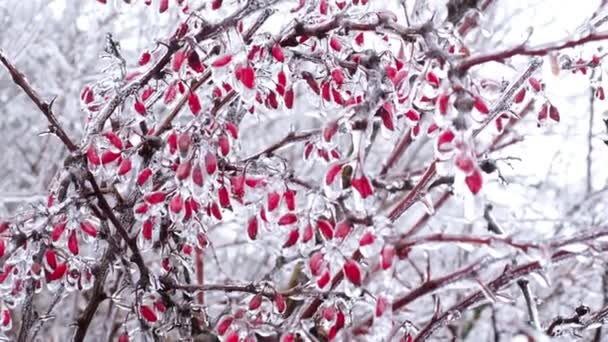 Eerste Vorst Een Tak Van Barberries — Stockvideo