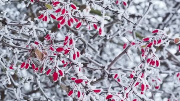 Eerste Vorst Een Tak Van Barberries — Stockvideo