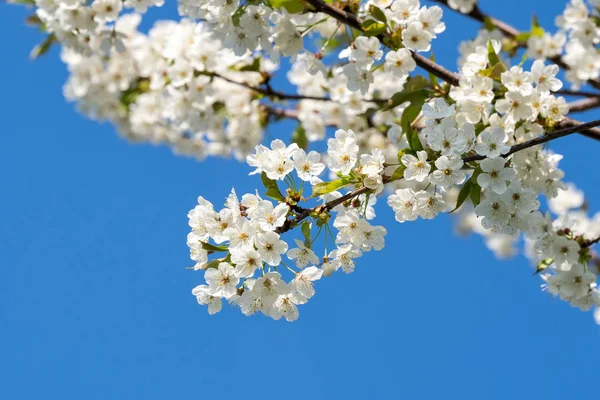 Kirschblüten am blauen Himmel. Frühling blumigen Hintergrund. Kirschblüten blühen — Stockfoto