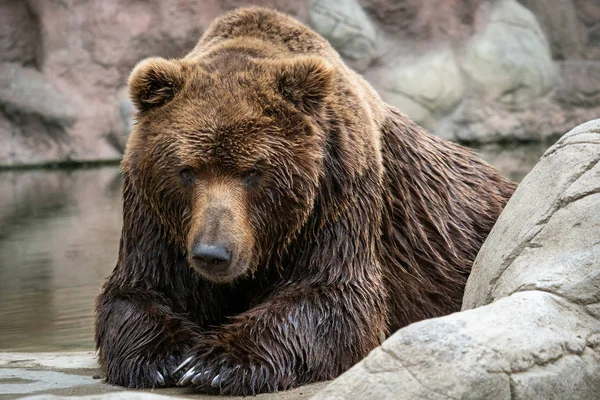 Medvěd kamčatský hnědý Ursus arctos beringianus. Hnědý kožich, nebezpečí a agresivní zvíře. — Stock fotografie