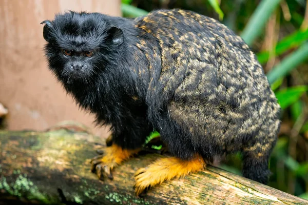 Tamarin de mão dourada. Tamarin Saguinus midas sentado no ramo . — Fotografia de Stock