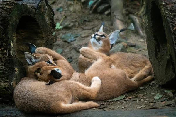 年轻的卡拉卡尔卡拉卡尔卡拉卡尔。 玩具娃娃Caracal — 图库照片