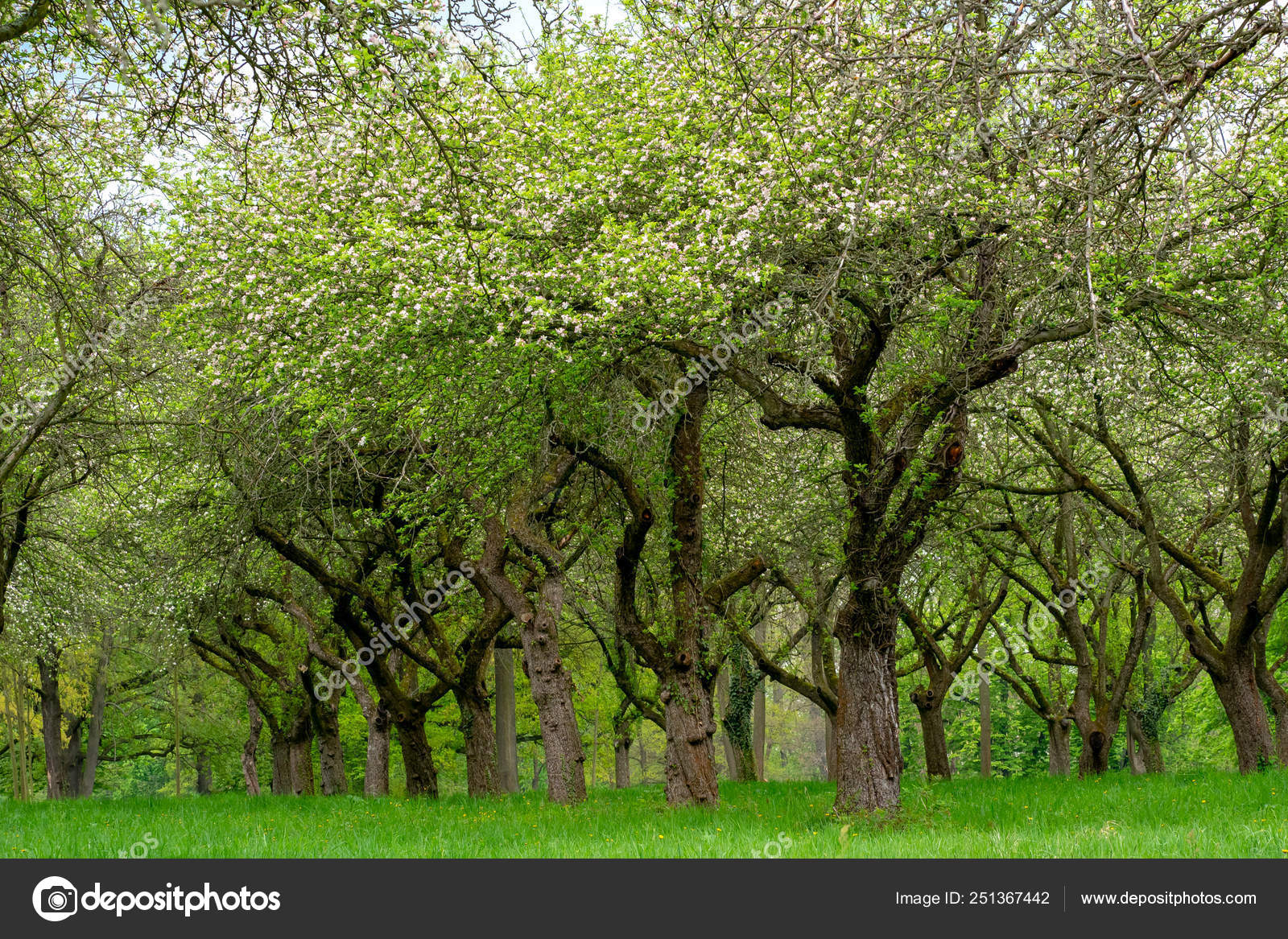 Cherry orchard. Tree trunk cherry in a row. Cherry trees alley