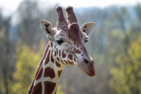 Portrait of Rothschild giraffe - Giraffa camelopardalis rothschildi — Stock Photo, Image