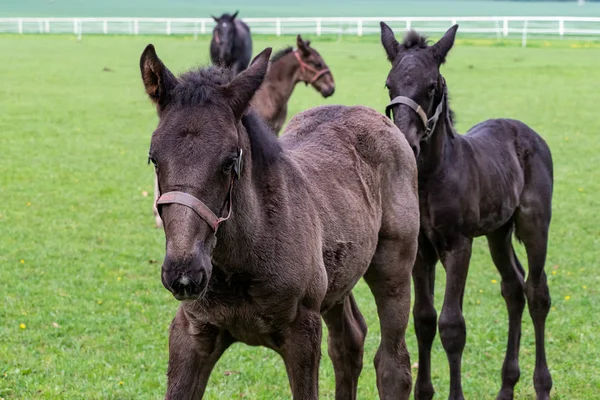 Fohlen auf der Weide. Schwarzes kladrusches Pferd — Stockfoto