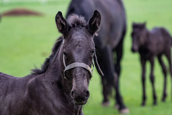 Fohlen auf der Weide. Schwarzes kladrusches Pferd — Stockfoto