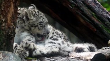 Bebek kar leoparı (Panthera uncia). Genç kar leopar kürk yalıyor.