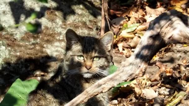 Gato Salvaje Europeo Felis Silvestris Mirando Cámara — Vídeo de stock