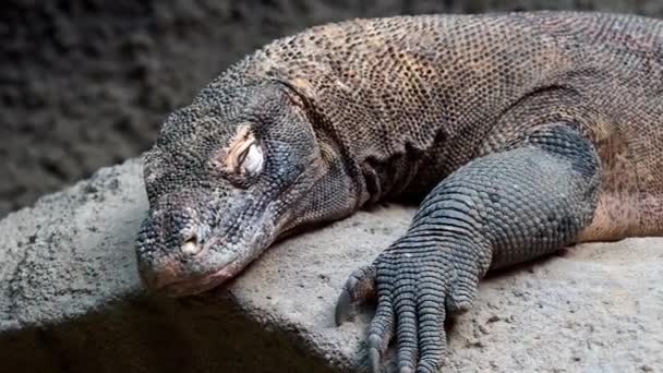 Комодо Дракона Неперевірена Komodoensis Ящірка Найбільший Світі Відпочиває — стокове відео