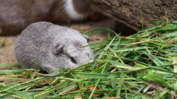 Suíno Guiné Come Grama Verde Cavia Aperea Porcellus — Vídeo de Stock