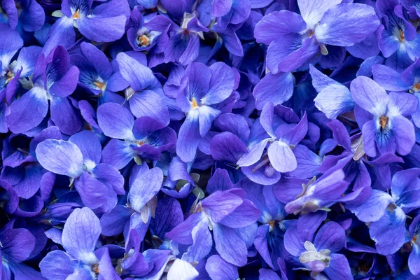 Bloem achtergrond-macro afbeelding van Lente Violet bloemen — Stockfoto