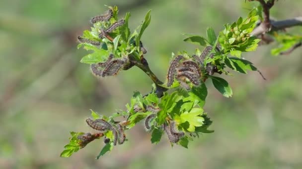 Tırtıl Larvaları Ağaçta Kahverengi Kuyruk Tırtılları — Stok video