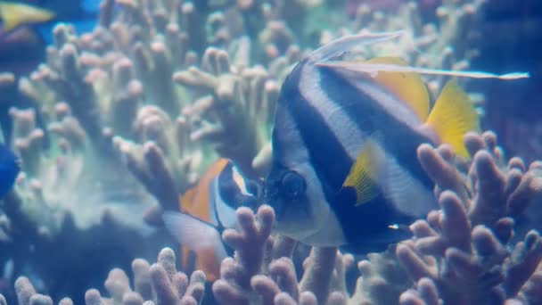 Vlajka Coralfish Heniochus Acuminatus Známá Také Jako Korálkovec Nebo Kočí — Stock video