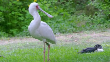 Afrika kaşık gagası (Platalea alba) yürüyen kuş.