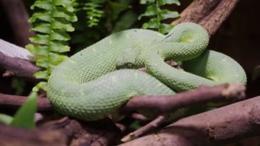 Zehirli Bush Viper (Atheris squamigera) ağaç üzerinde