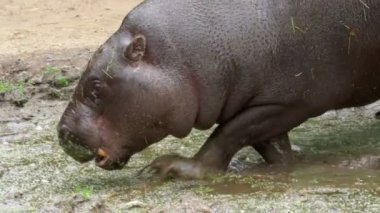 Cüce su aygırı (Choeropsis liberiensis) su deposunda