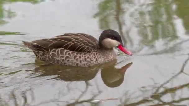 Canard Colvert Femelle Anas Platyrhynchos Nageant — Video