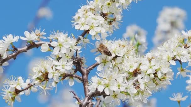 Honingbijen Verzamelen Stuifmeel Van Bloemen Lente Natuur Bee Verzamelt Nectar — Stockvideo