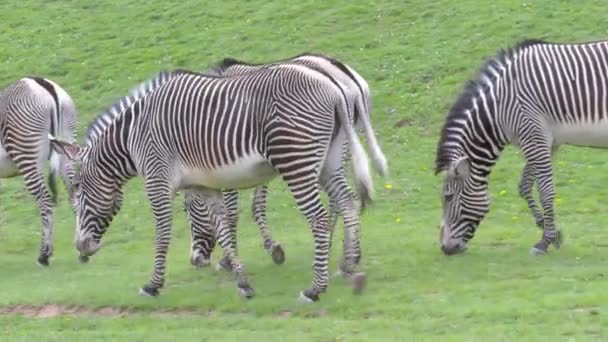 Manada Cebra Grevy Equus Grevyi Pastando Sobre Hierba Verde — Vídeo de stock