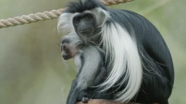 Colobus maymun (Colobus angolensis) bebek ile anne