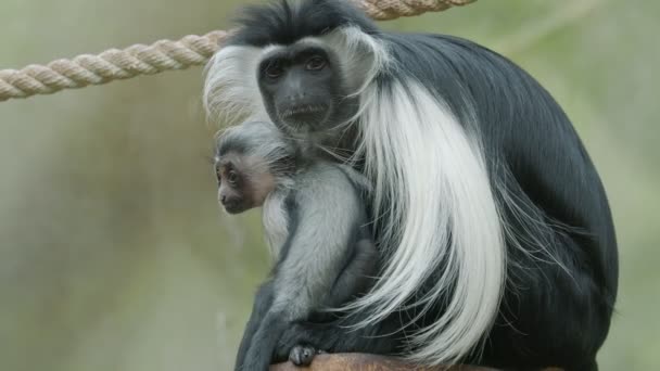 Macaco Colobus Colobus Angolensis Mãe Com Bebé — Vídeo de Stock
