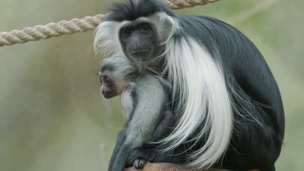 Колобус Обезьяна Colobus Angolensis Мать Ребенком — стоковое видео