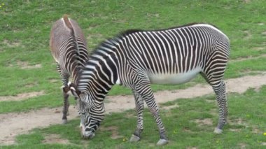 Yeşilin zebrası sürüsü (Equus grevyi) yeşil çimlerde otluyor.