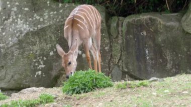 Küçük Kudu (Tragelaphus Imberbis), genç antilop ısırgan yiyor