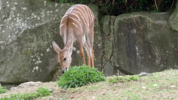 Menor Kudu Tragelaphus Imberbis Jovem Antílope Come Urtiga — Vídeo de Stock