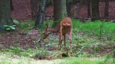Ormanda Roe geyiği, Capreolus Capreolus. Vahşi geyik doğada.