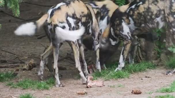 Αφρικανικός Άγριος Σκύλος Lycaon Pictus — Αρχείο Βίντεο