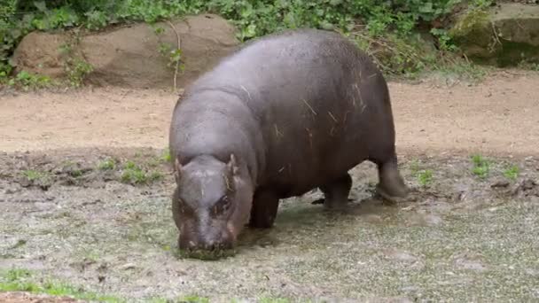 Pygmy Hippopotamus Choeropsis Liberiensis Reservatório Água — Vídeo de Stock