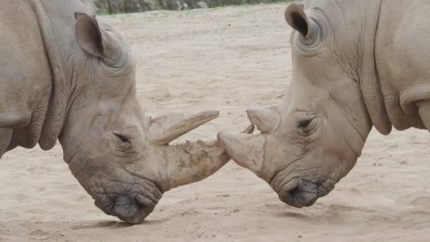 Southern White Rhinoceros Ceratotherium Simum Simum Critically Endangered Animal Species — Stock Video