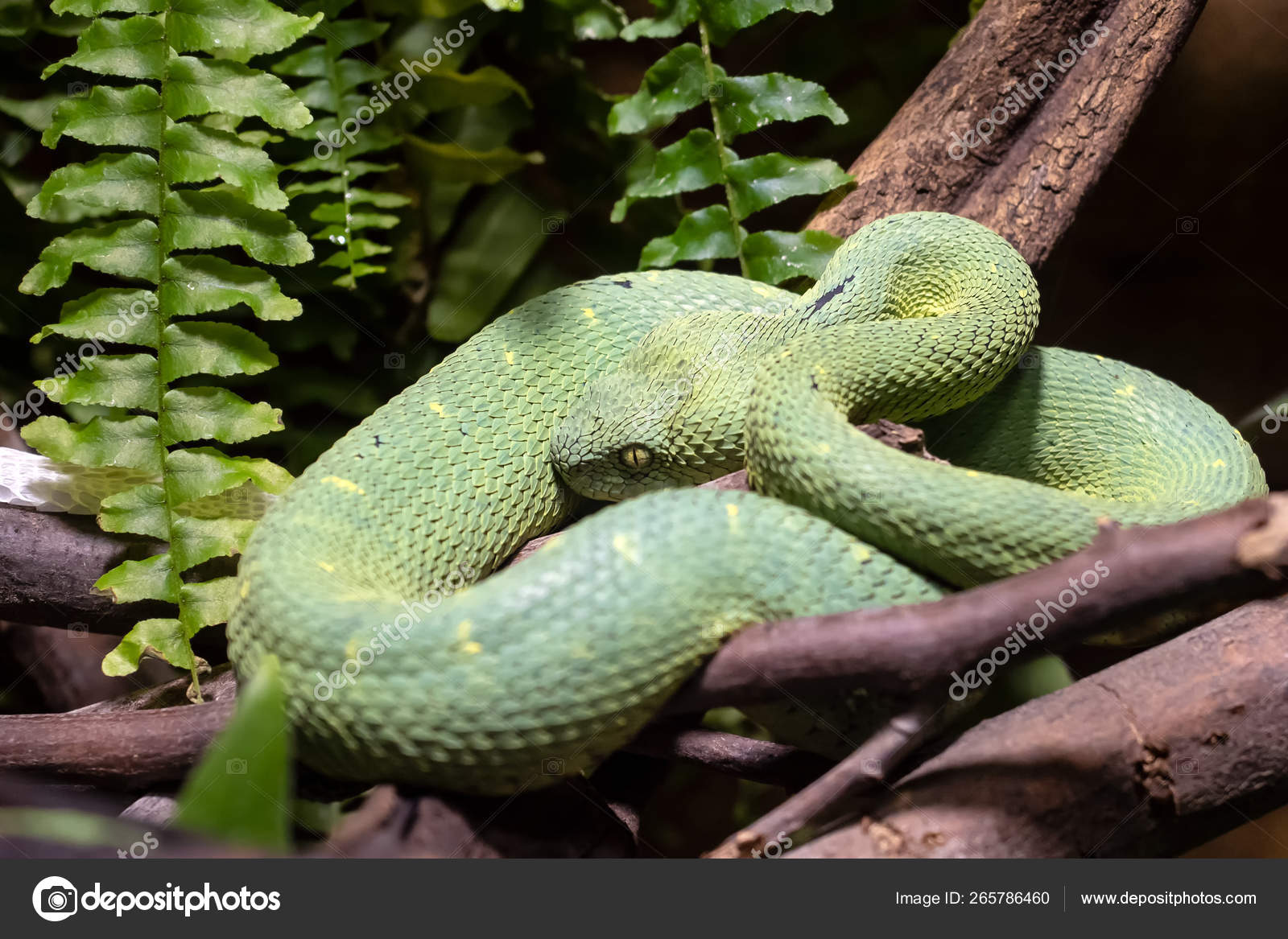 Atheris Squamigera Venom