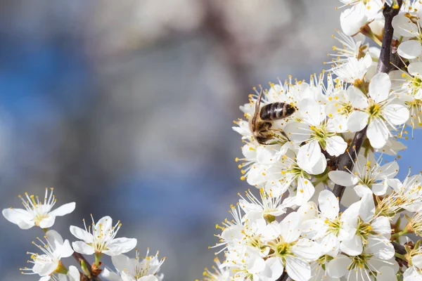 花から花粉を集めるミツバチ。春の自然。ビーコル — ストック写真