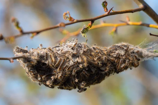 Гусеницы гусеницы, коричневые гусеницы на дереве — стоковое фото